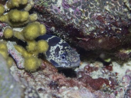 Chain Moray Eel IMG 7579